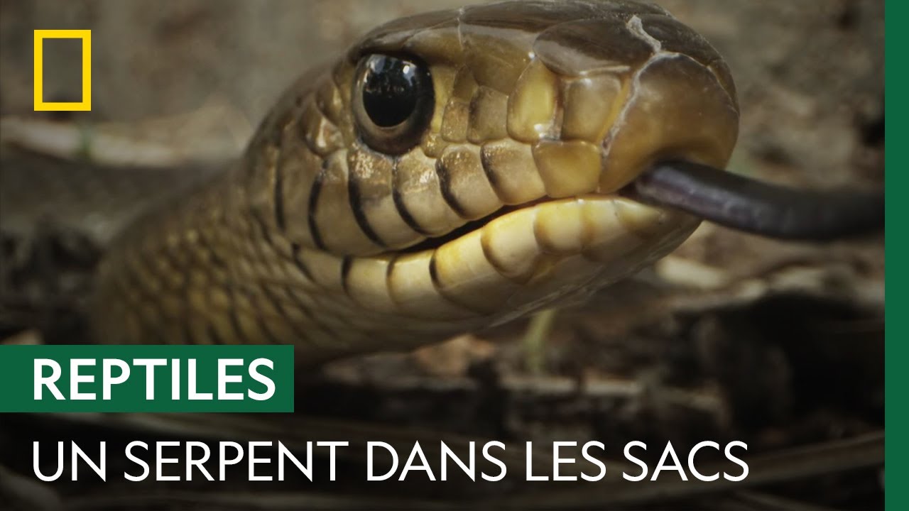 Un serpent-ratier de 2 mètres se cache dans les cartables des écoliers