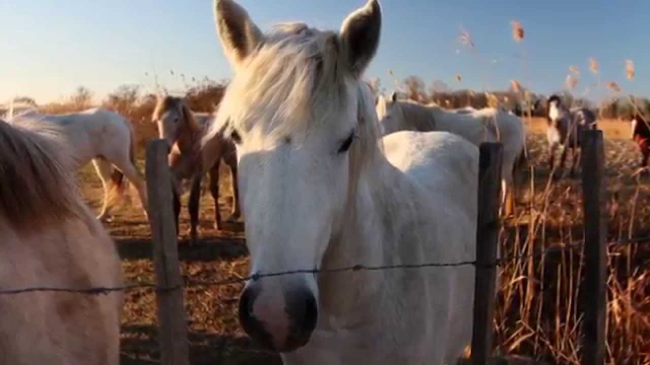 Immersion dans les Marais du Vigueirat - Parc Naturel Régional de Camargue