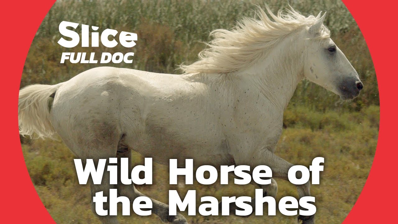 Exploring Camargue: A Sanctuary for Wild Horses | FULL DOCUMENTARY